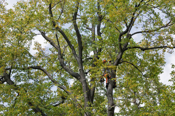 Leaf Removal